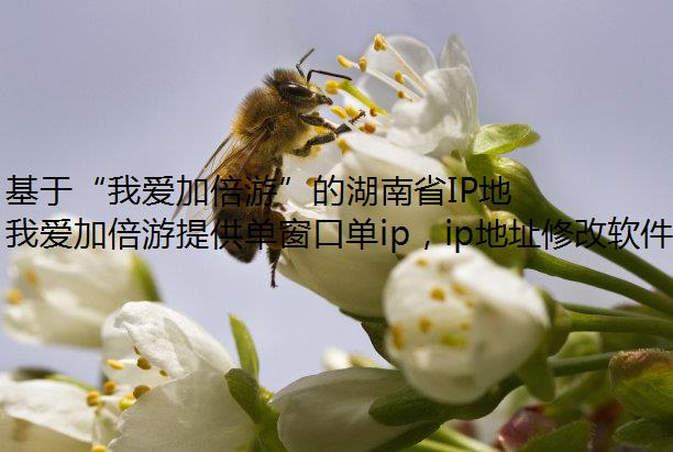 基于“我爱加倍游”的湖南省IP地址切换与动态静态IP应用分析模拟器多开
