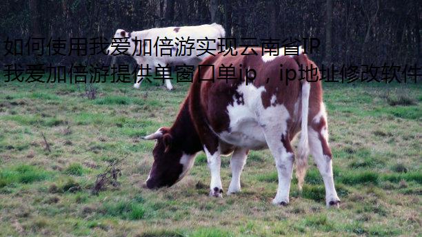 如何使用我爱加倍游实现云南省IP地址的灵活切换与配置